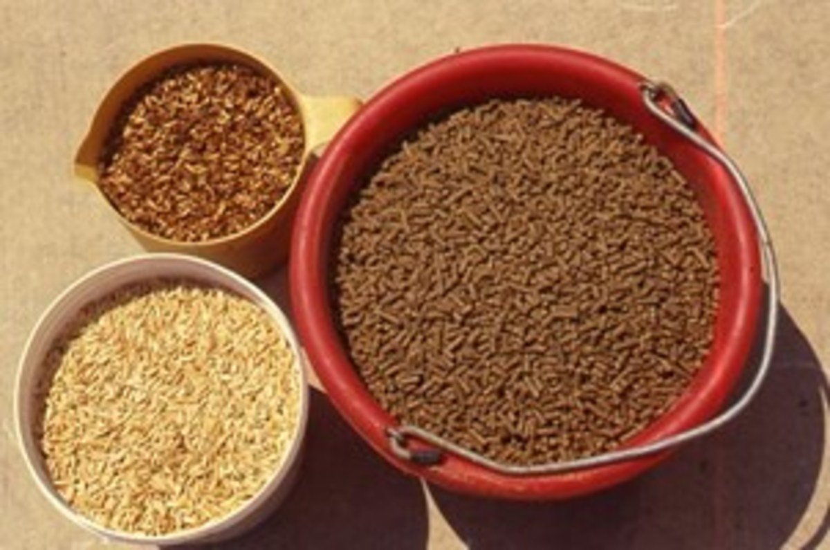 Value For Money Horse Feeding Tips During The Winter AZ 